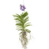 Vanda-Orchidee - Vanda Cultivars -Gartenbedarf Verkäufe 2024 8251589 PR FS 001 VandaGrossbluetigImKorbDehnerExpressZS