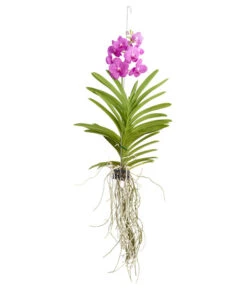 Vanda-Orchidee - Vanda Cultivars -Gartenbedarf Verkäufe 2024 8251589 PR FS 002 VandaGrossbluetigImKorbDehnerExpressZS