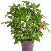 Passionsblume, Sonderfarben -Gartenbedarf Verkäufe 2024 8251886 PR FS 001 fPassifloraPassionsblumeT12DehnerExpressHerzig