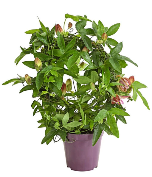 Passionsblume, Sonderfarben -Gartenbedarf Verkäufe 2024 8251886 PR FS 001 fPassifloraPassionsblumeT12DehnerExpressHerzig