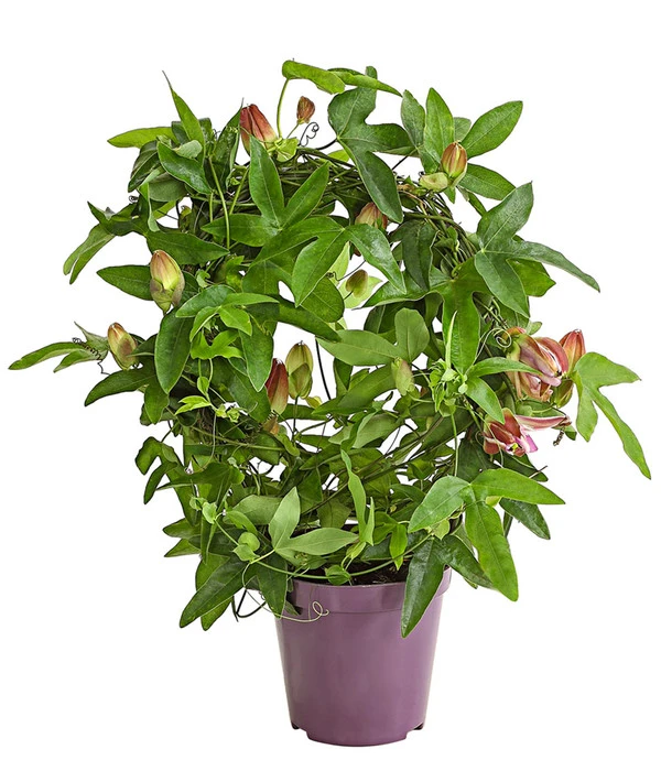 Passionsblume, Sonderfarben 3 Passionsblume, Sonderfarben