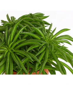 Peperomie - Peperomia Ferreyrae 'Happy Bean' -Gartenbedarf Verkäufe 2024 8252397 PR DE 001 ZwergpfefferPeperomiePeperomiaHappyBeanT10DehnerExpressHerzig