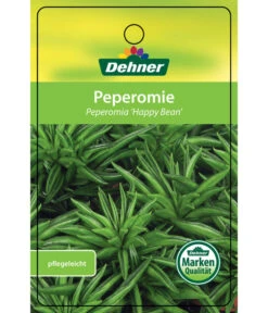 Peperomie - Peperomia Ferreyrae 'Happy Bean' -Gartenbedarf Verkäufe 2024 8252397 PeperomiaHappyBean 22022017 1