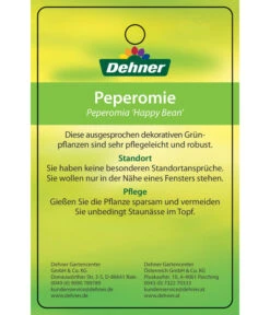 Peperomie - Peperomia Ferreyrae 'Happy Bean' -Gartenbedarf Verkäufe 2024 8252397 PeperomiaHappyBean 22022017 2