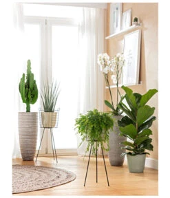 Geigenfeige - Ficus Lyrata 8 Geigenfeige - Ficus Lyrata -Gartenbedarf Verkäufe 2024 8253023 BodentiefeFensterHungerSimmeth 1