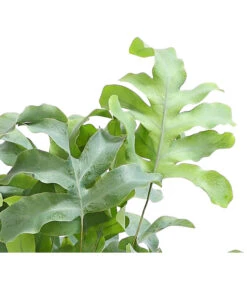 Farn-Set, Verschiedene Sorten, 3-teilig -Gartenbedarf Verkäufe 2024 8253551 WE DE 001 GoldtueperlfarnPhlebodiumAureumAirT12