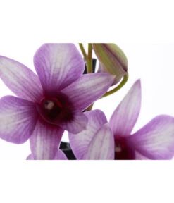 Traubenorchidee - Dendrobium Compactum 'Polar Fire' 5 Traubenorchidee - Dendrobium Compactum 'Polar Fire' -Gartenbedarf Verkäufe 2024 8253833 PR DE 001 DendrobiumPolarFire2TrieberT11DehnerExpressZS
