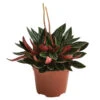 Peperomie - Peperomia Caperata 'Rosso' -Gartenbedarf Verkäufe 2024 8256091 PR FS 001 PeperomiaRossoT12DehnerExpressHerzig