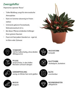 Peperomie - Peperomia Caperata 'Rosso' -Gartenbedarf Verkäufe 2024 8256091 WE IG 001 Zwergpfeffer
