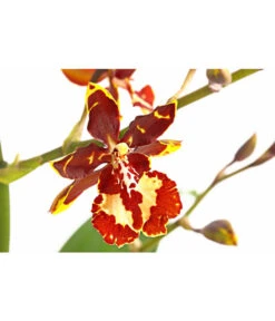 Tigerorchidee - Colmanara Cultivaris 'Wildcat' 5 Tigerorchidee - Colmanara Cultivaris 'Wildcat' -Gartenbedarf Verkäufe 2024 8256117 PR DE 001 TigerorchideeWildcatT11DehnerExpressHerzig