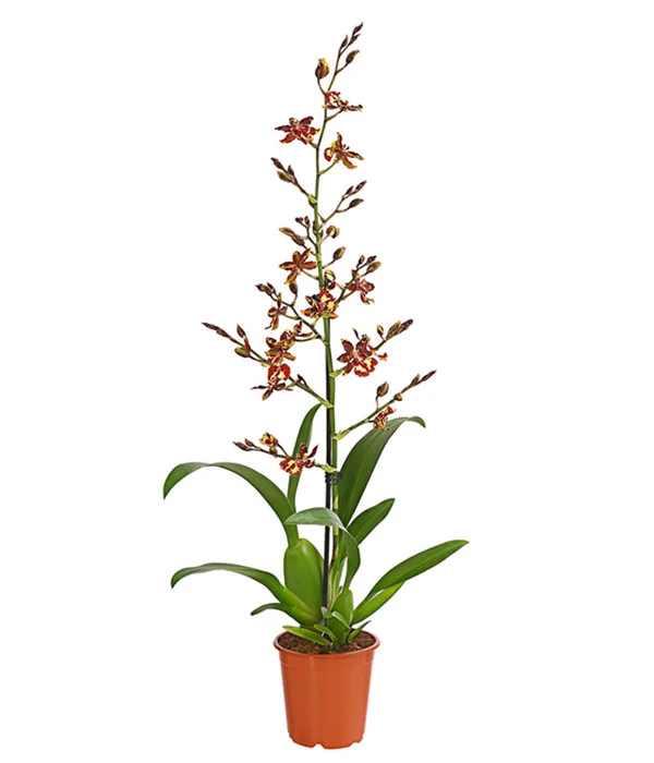 Tigerorchidee - Colmanara Cultivaris 'Wildcat' 3 Tigerorchidee - Colmanara Cultivaris 'Wildcat'