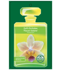 Duft-Orchidee - Phalaenopsis-Hybride 'Flacon Solaire' -Gartenbedarf Verkäufe 2024 8257909 Etikett1PhalaenopsisFlaconSolaire 02072018