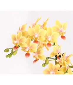 Duft-Orchidee - Phalaenopsis-Hybride 'Flacon Solaire' -Gartenbedarf Verkäufe 2024 8257909 WE DE 001 SchmetterlingsorchideePhalaenopsisDuftT12DehnerExpressHerzig