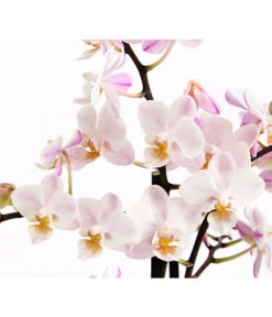 Duft-Orchidee - Phalaenopsis-Hybride 'Flacon Solaire' -Gartenbedarf Verkäufe 2024 8257909 WE DE 002 SchmetterlingsorchideePhalaenopsisDuftT12DehnerExpressHerzig