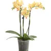 Duft-Orchidee - Phalaenopsis-Hybride 'Flacon Solaire' -Gartenbedarf Verkäufe 2024 8257909 we FS 001 SchmetterlingsorchideePhalaenopsisDuftT12DehnerExpressHerzig
