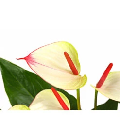 Flamingoblume - Anthurium-Hybride 'Special Love' -Gartenbedarf Verkäufe 2024 8259152 PR DE 001 AnthuriumSpecialLoveT21DehnerExpressHerzig