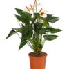 Flamingoblume - Anthurium-Hybride 'Special Love' -Gartenbedarf Verkäufe 2024 8259152 PR FS 001 AnthuriumSpecialLoveT21DehnerExpressHerzig