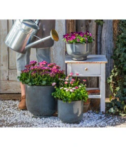 Primel 'Victoriana', Verschiedene Farben -Gartenbedarf Verkäufe 2024 8261331 8809857 WE MO 001 PrimelVictorianaGaensebluemchenErdbeersahne