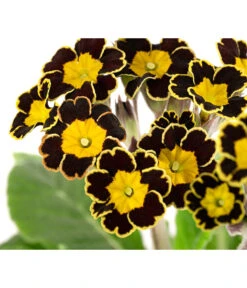 Primel 'Victoriana', Verschiedene Farben -Gartenbedarf Verkäufe 2024 8261331 WE DE 001 PrimulaVictoriana T10 schwarz