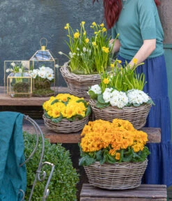 Rosenprimel 'Belarina', Verschiedene Farben -Gartenbedarf Verkäufe 2024 8261463 WE MO 001 FruehlingsHighlights