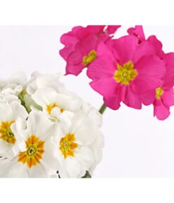 Stängelprimel-Duo, Verschiedene Farben -Gartenbedarf Verkäufe 2024 8261802 PR DE 002 PrimulaStaengelprimelTwinT12DehnerHerzig