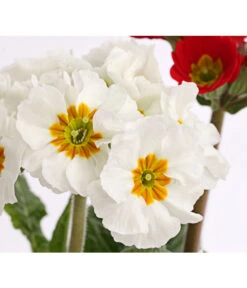 Stängelprimel-Duo, Verschiedene Farben -Gartenbedarf Verkäufe 2024 8261802 PR DE 004 PrimulaStaengelprimelTwinT12DehnerHerzig