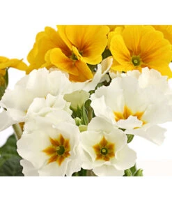 Stängelprimel-Duo, Verschiedene Farben -Gartenbedarf Verkäufe 2024 8261802 PR DE 005 PrimulaStaengelprimelTwinT12DehnerHerzig