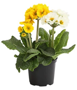 Stängelprimel-Duo, Verschiedene Farben -Gartenbedarf Verkäufe 2024 8261802 WE FS 001 PrimulaStaengelprimelTwinT12