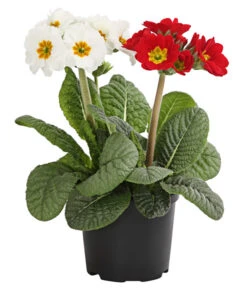 Stängelprimel-Duo, Verschiedene Farben -Gartenbedarf Verkäufe 2024 8261802 WE FS 004 PrimulaStaengelprimelTwinT12