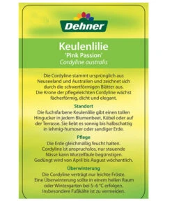 Keulenlilie 'Pink Passion' -Gartenbedarf Verkäufe 2024 8261828 CorylinePinkPassionEtikett2