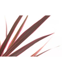 Keulenlilie 'Pink Passion' -Gartenbedarf Verkäufe 2024 8261828 PR DE 001 CordylinePinkPassionDehnerExpressHerzig