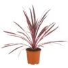 Keulenlilie 'Pink Passion' -Gartenbedarf Verkäufe 2024 8261828 PR FS 001 CordylinePinkPassionDehnerExpressHerzig