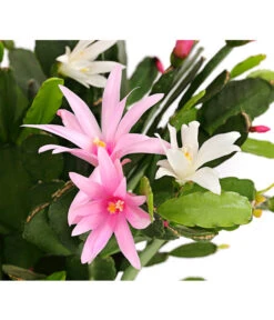 Frühlingskaktus-Duo - Hatiora X Graeseri -Gartenbedarf Verkäufe 2024 8263790 PR DE 001 FruehlingskaktusThipsalisTwinT12DehnerExpressHerzig