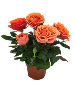 Topfrose - Rosa Chinensis, Verschiedene Sorten -Gartenbedarf Verkäufe 2024 8265357 WE FS 002 RosenMixMini