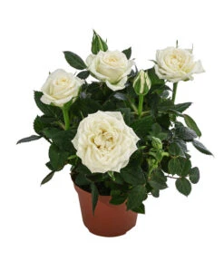 Topfrose - Rosa Chinensis, Verschiedene Sorten -Gartenbedarf Verkäufe 2024 8265357 WE FS 003 RosenMixMini