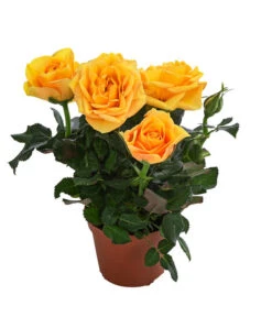 Topfrose - Rosa Chinensis, Verschiedene Sorten -Gartenbedarf Verkäufe 2024 8265357 WE FS 004 RosenMixMini