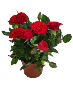 Topfrose - Rosa Chinensis, Verschiedene Sorten -Gartenbedarf Verkäufe 2024 8265357 WE FS 006 RosenMixMini