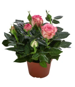 Topfrose - Rosa Chinensis, Verschiedene Sorten -Gartenbedarf Verkäufe 2024 8265357 WE FS 007 RosenMixMini