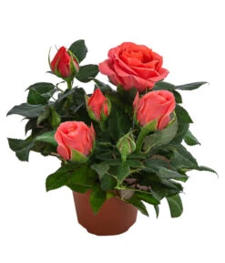 Topfrose - Rosa Chinensis, Verschiedene Sorten -Gartenbedarf Verkäufe 2024 8265357 WE FS 008 RosenMixMini