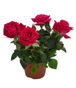 Topfrose - Rosa Chinensis, Verschiedene Sorten -Gartenbedarf Verkäufe 2024 8265357 WE FS 009 RosenMixMini