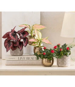 Topfrose - Rosa Chinensis, Verschiedene Sorten -Gartenbedarf Verkäufe 2024 8265357 WE MO 001 RosenMixT6Valentin