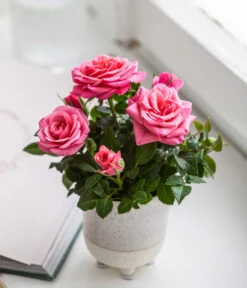 Topfrose - Rosa Chinensis, Verschiedene Sorten -Gartenbedarf Verkäufe 2024 8265357 WE MO 02 RoseMiniTopfakiko