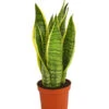 Bogenhanf - Sansevieria Trifasciata Var. Laurentii -Gartenbedarf Verkäufe 2024 8267973 PR FS 001 SansevieriaTriLaurentiiDehnerExpressHerzig