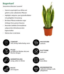 Bogenhanf - Sansevieria Trifasciata Var. Laurentii -Gartenbedarf Verkäufe 2024 8267973 WE IG 001 BogenhanfSansevieriaTriLaurentiiDehnerExpressHerzig