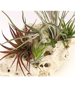 Tillandsien-Arrangement Auf Sansibar Rock - Tillandsia Hybride, 5-teilig -Gartenbedarf Verkäufe 2024 8270316 WE DE 001 TIllandsienAufSansibarRockXXL5PflanzenDehnerExpressHerzig