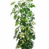 Strahlenaralie - Schefflera Arboricola -Gartenbedarf Verkäufe 2024 8270480 WE FS Schefflera 3Tuff T17