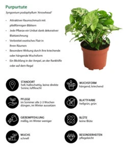Purpurtute - Syngonium Podophyllum 'Arrowhead' -Gartenbedarf Verkäufe 2024 8278038 WE IG 001 Purpurtute