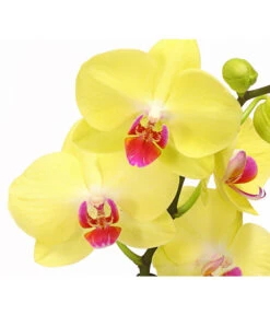Schmetterlingsorchidee - Phalaenopsis Cultivars 'Crossing' -Gartenbedarf Verkäufe 2024 8280513 PR DE 002 SchmetterlingsorchideePhalaenopsisCrossing2TrieberT12Herzig