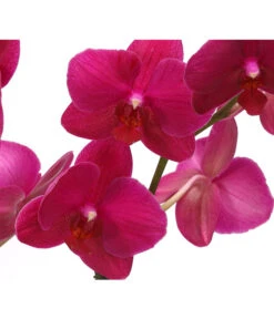 Schmetterlingsorchidee - Phalaenopsis Cultivars 'Crossing' -Gartenbedarf Verkäufe 2024 8280513 PR DE 004 SchmetterlingsorchideePhalaenopsisCrossing2TrieberT12Herzig