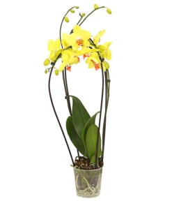 Schmetterlingsorchidee - Phalaenopsis Cultivars 'Crossing' -Gartenbedarf Verkäufe 2024 8280513 PR FS 002 SchmetterlingsorchideePhalaenopsisCrossing2TrieberT12Herzig